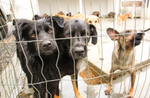 É LEI : SC TERÁ  CADASTRO DE CUIDADORES DE ANIMAIS ABANDONADOS