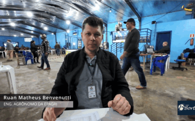 Programa da Epagri Impulsiona Genética Bovina em Palmitos com Financiamento Sem Juros