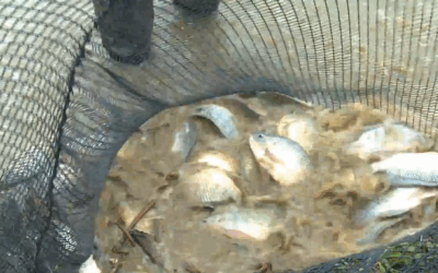 Tilápia Dispara: Consumo no Brasil Cresce e Deve Manter Ritmo Forte na Próxima Década.