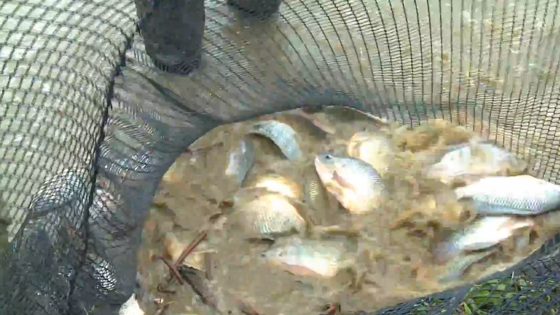 10 – MOMENTO AGRO Tilápia Dispara Consumo no Brasil Cresce e Deve Manter Ritmo Forte na Próxima Década