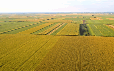 Setembro de Alerta: Preços da Soja Caem e Produtor Brasileiro Tira o Pé do Acelerador.
