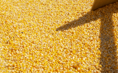 Exportações de Milho Crescem em Setembro, Mas Ritmo de Novos Negócios nos Portos Desacelera.