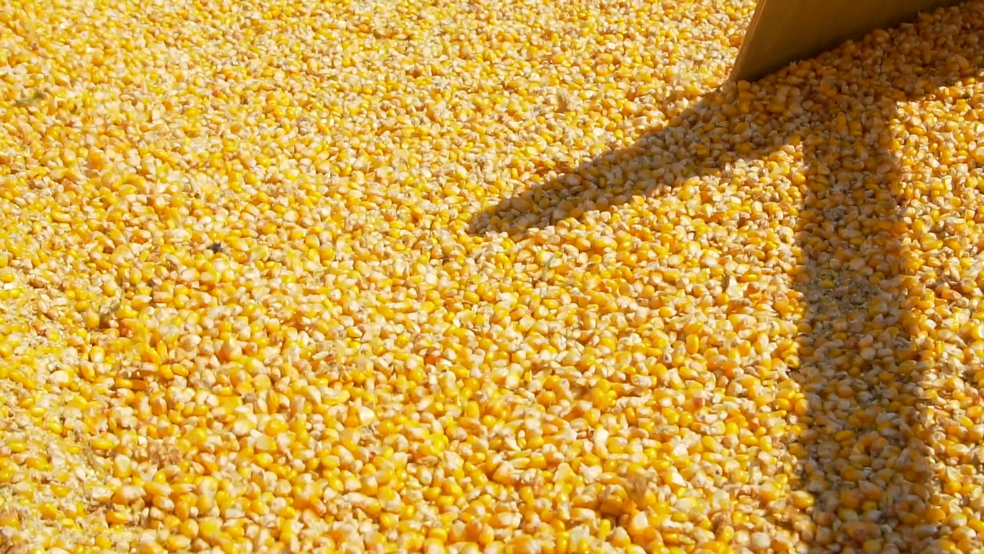 11 – MOMENTO AGRO Exportações de Milho Crescem em Setembro, Mas Ritmo de Novos Negócios nos Portos Desacelera