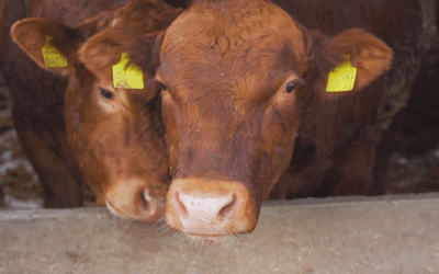 Setor de rações impulsiona forte demanda por milho no mercado brasileiro.