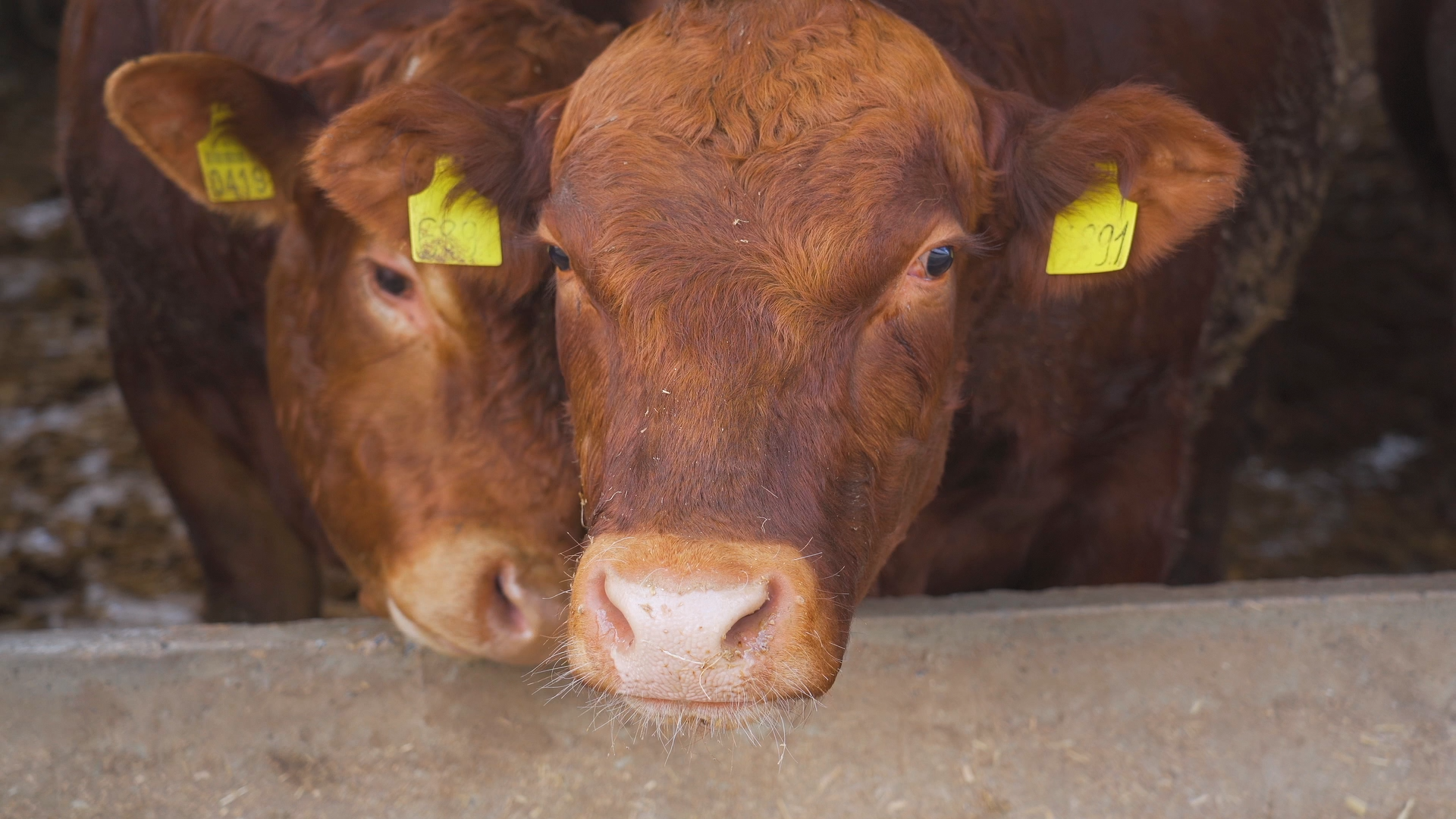 11 – Setor de rações impulsiona forte demanda por milho no mercado brasileiro