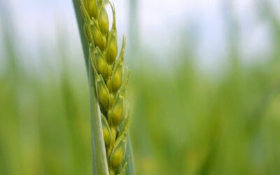 Preço do arroz atinge menor nível em 14 anos e agrava crise no setor