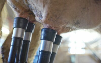 Crise do Leite: Importações e Preço Baixo pressionam produtores