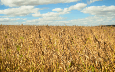 Safra de Soja 2025/26 Pode Bater Recorde, mas La Niña Acende Alerta para Produtores