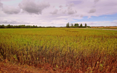 Alerta Duplo na Lavoura de Soja do Paraná: Custos Disparam e La Niña Ameaça a Safra 2025/26