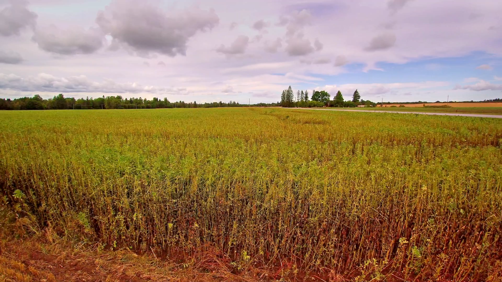 7 – MOMENTO AGRO Alerta Duplo na Lavoura de Soja do Paraná Custos Disparam e La Niña Ameaça a Safra 2025-26