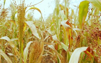 SC lança projeto de incentivo ao cultivo de sorgo granífero para produção de ração