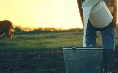 Preços do leite caem para o produtor, mas sobem para o consumidor em ‘descasamento’ de mercado