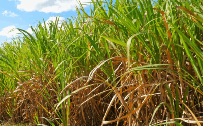 Produtividade da Cana-de-Açúcar no Centro-Sul Recua 6,5% na Safra Atual