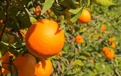 Atraso na Colheita Reduz Exportações de Suco de Laranja do Brasil no Início da Safra 2025/26