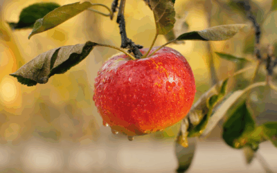 Safra de maçã em Santa Catarina deve crescer 28% e atingir 615 mil toneladas.