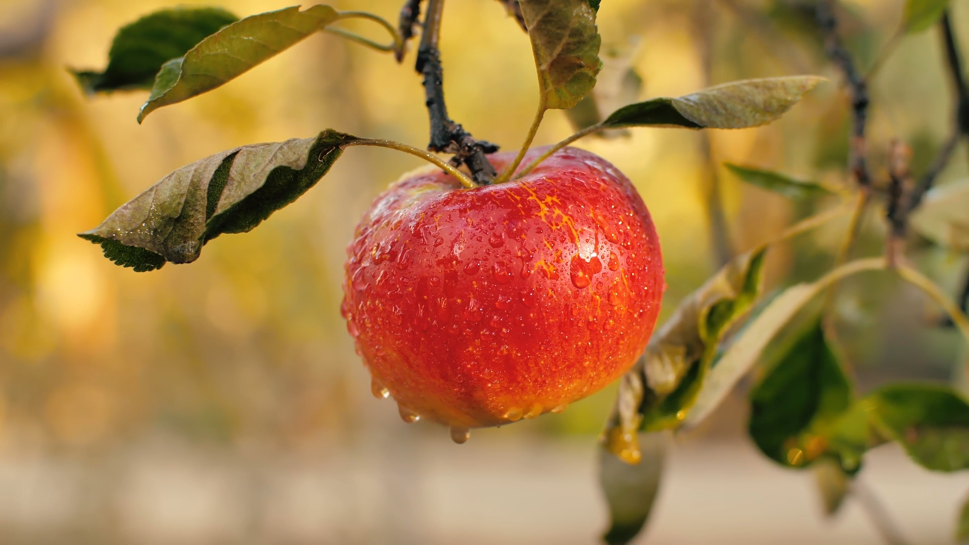 9 – MOMENTO AGRO Safra de maçã em Santa Catarina deve crescer 28% e atingir 615 mil toneladas