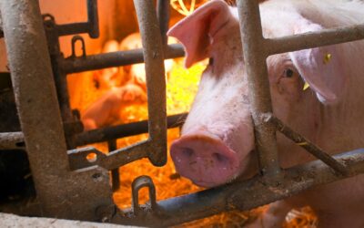 Estado oferece apoio a produtores para implementar novas medidas de biosseguridade na suinocultura previstas em portaria