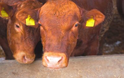 Agronegócio brasileiro conquista novos mercados no Líbano e Tanzânia