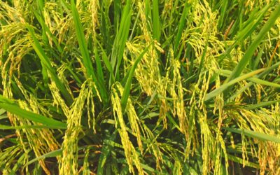 Preço baixo do arroz força produtores do Rio Grande do Sul a diminuírem plantio