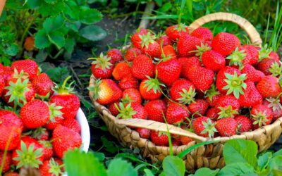 Morango brasileiro da Embrapa dobra produção e reduz dependê de mudas importadas