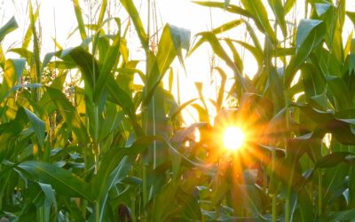 Brasil começa novembro com queda de 8,3% no volume diário de exportação de milho