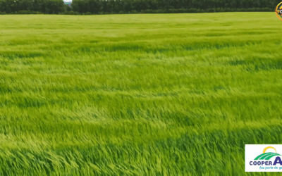 Inicia a colheita de cevada no RS com bom rendimento e alta qualidade industrial