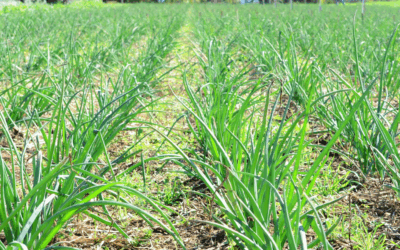 Colheita da cebola avança em Santa Catarina com expectativa de aumento na produção