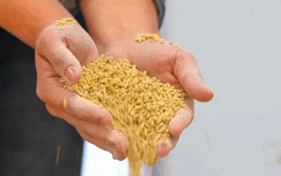 Brasil é o 3º maior produtor de ração, mas enfrenta cinco desafios para exportar mais