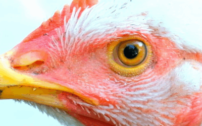 Associação Brasileira de Proteína Animal projeta crescimento na produção e exportação de frango em 2026