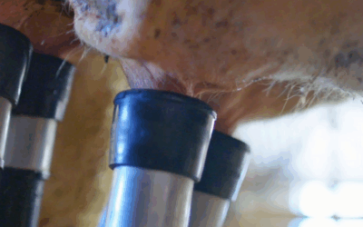 Importações de leite caem 75% em Santa Catarina após ações estaduais e Epagri apresenta novas estratégias