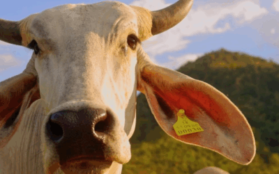 Mercado do boi gordo registra estabilidade em novembro mas projeção aponta alta estrutural nos preços