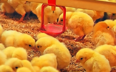 Avicultura brasileira supera surto de gripe aviária em 2025 e projeta crescimento para o próximo ano