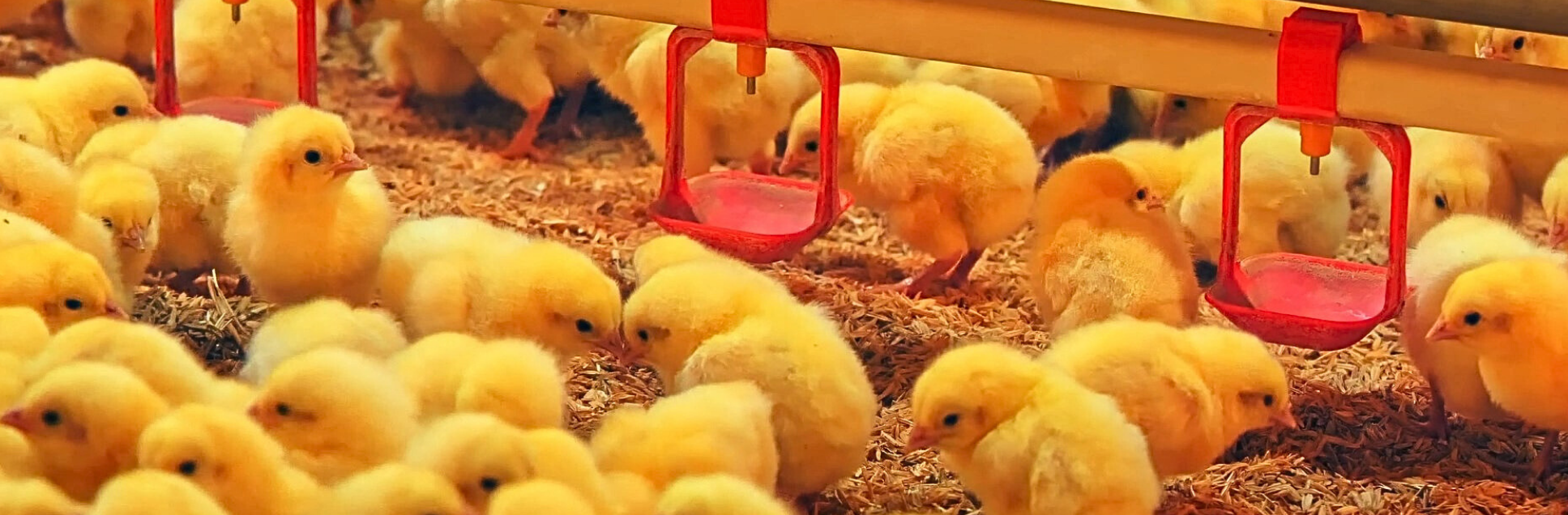 FOTOS PÁGINA INICIAL SITE