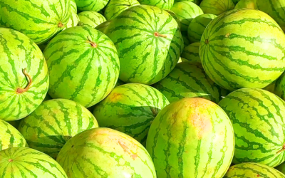 Produtores de melancia do Rio Grande do Sul enfrentam dificuldades com baixa demanda em São Paulo