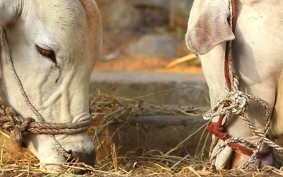 Pecuária intensiva impulsiona Brasil à liderança mundial na produção de carne vermelha