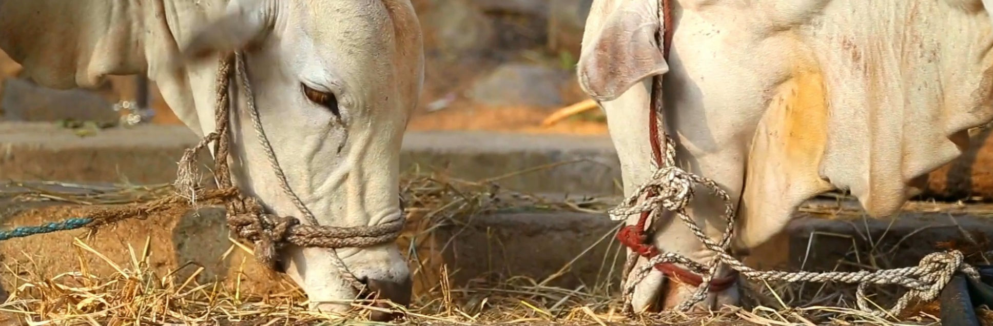 FOTOS PÁGINA INICIAL SITE