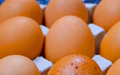 Preço dos ovos dispara nas regiões produtoras e acumula alta expressiva em janeiro