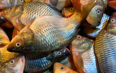 Piscicultura inicia 2026 com foco na aplicação de tarifas sobre importados e isonomia sanitária