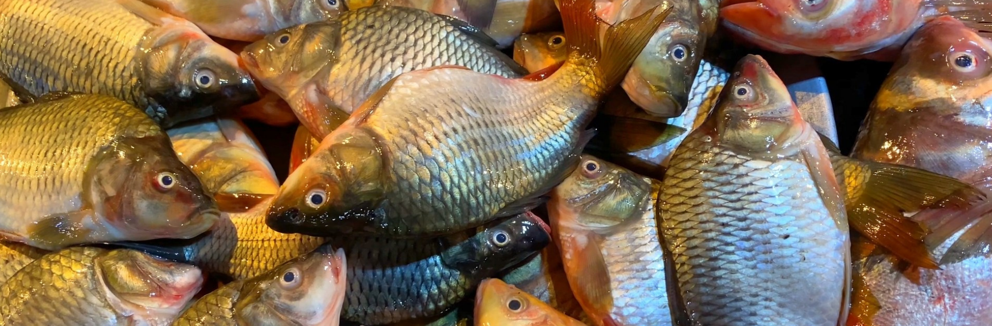 FOTOS PÁGINA INICIAL SITE