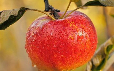 Safra de maçã no Brasil deve crescer mais de 20% com alta qualidade dos frutos