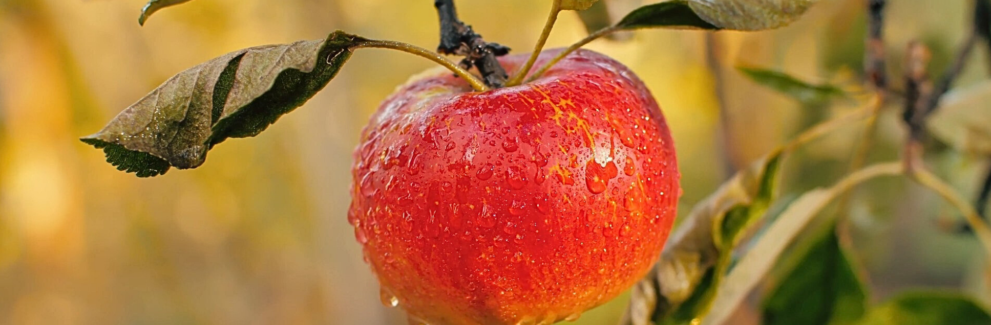 FOTOS PÁGINA INICIAL SITE