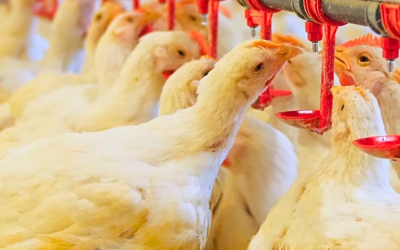 Prazo para entrega da declaração de biosseguridade em granjas termina no dia 31 de janeiro