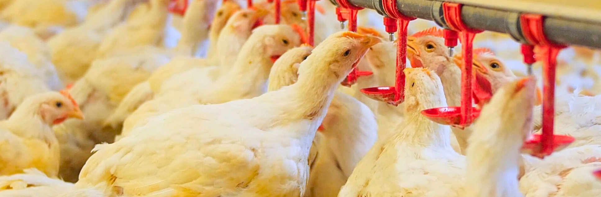 FOTOS PÁGINA INICIAL SITE