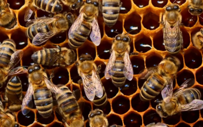 Oeste catarinense concentra mais de 13 mil apicultores e tem a maior produtividade de mel por área do Brasil