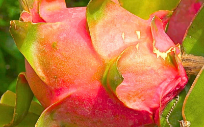 Santa Catarina projeta safra recorde de pitaia para 2026