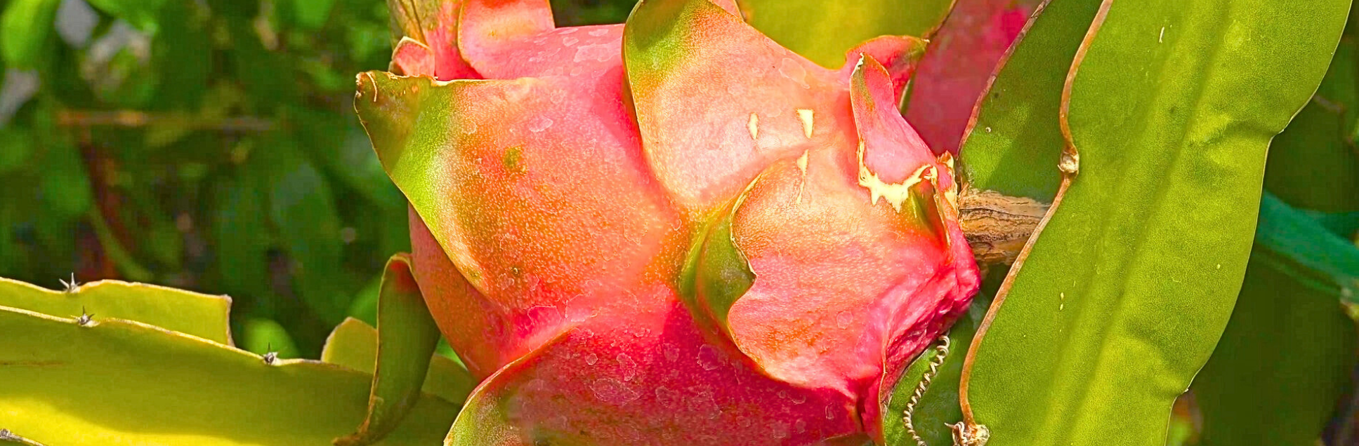 FOTOS PÁGINA INICIAL SITE