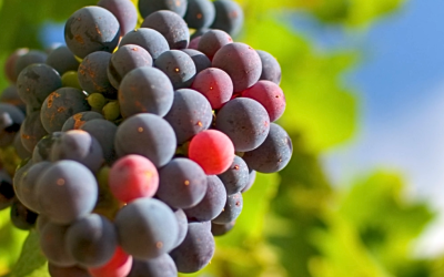 Safra da uva impulsiona turismo rural e agroindústria familiar no Oeste de Santa Catarina