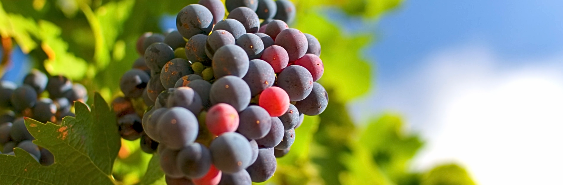 FOTOS PÁGINA INICIAL SITE