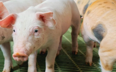 Preço do suíno vivo registra forte queda em janeiro impulsionado por baixa demanda interna e externa