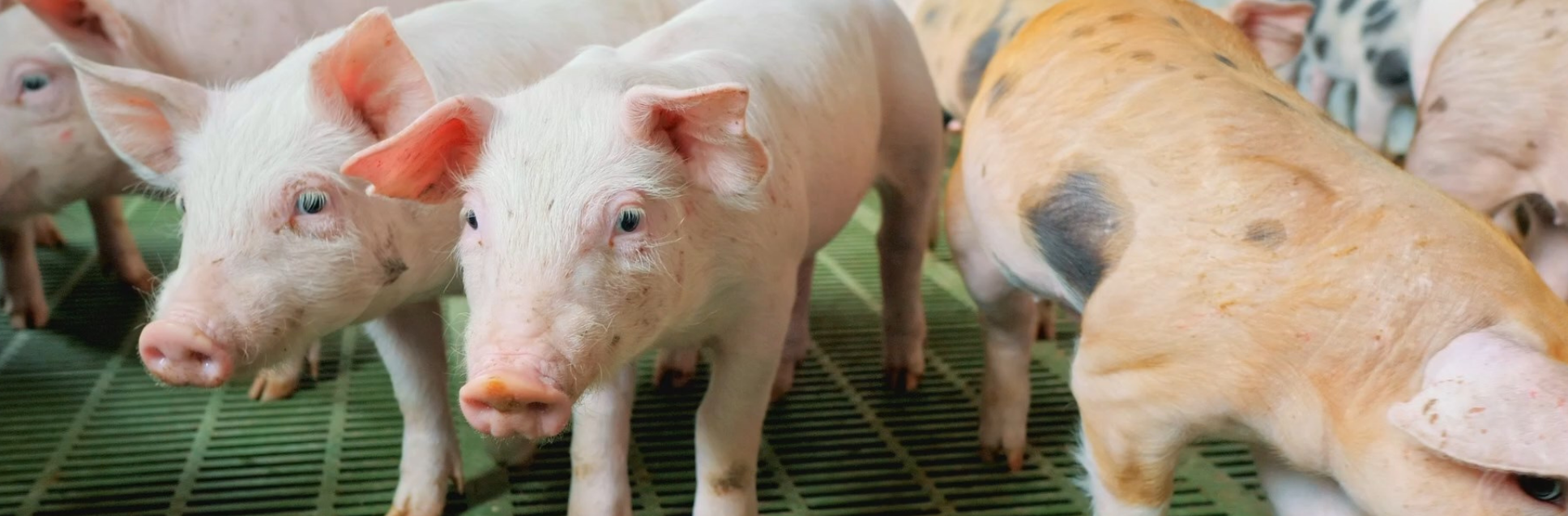 FOTOS PÁGINA INICIAL SITE